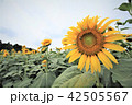 ひまわり 42505567