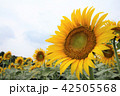ひまわり 42505568