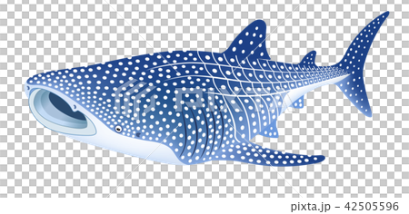ジンベエザメ ジンベイザメ 白背景 ジンベエザメ ジンベイザメ 白背景 42505596