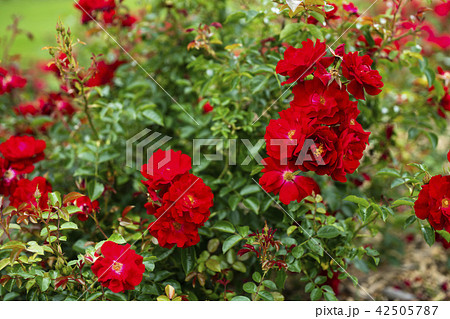 ローズガーデンのバラ（品種 マイナーフェアー） 42505787