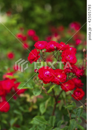 ローズガーデンのバラ(品種 オイティン) ローズガーデンのバラ(品種 オイティン) 42505793