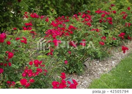 ローズガーデンのバラ（品種 オイティン） 42505794