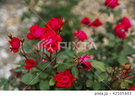 ローズガーデンのバラ 品種 ダブルノックアウト の写真素材