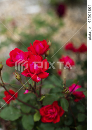 ローズガーデンのバラ 品種 ダブルノックアウト の写真素材