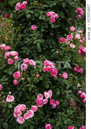 ローズガーデンのバラ(品種 ポンポネッラ) ローズガーデンのバラ(品種 ポンポネッラ) 42505807