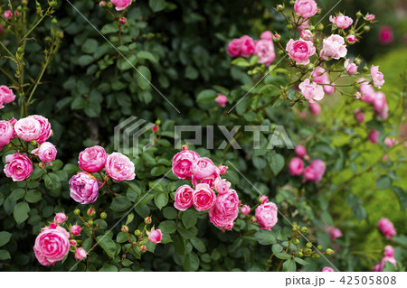 ローズガーデンのバラ（品種 ポンポネッラ） 42505808