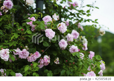 ローズガーデンのバラ ローズガーデンのバラ 42505810