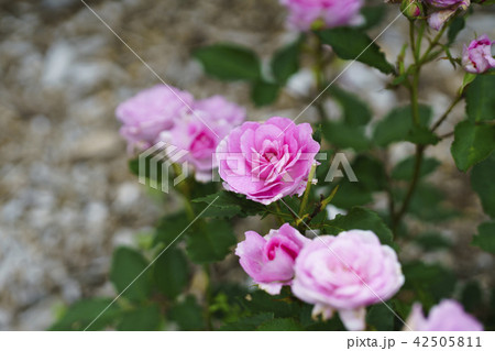 ローズガーデンのバラ（品種 コティヨン） 42505811