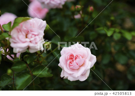 ローズガーデンのバラ 品種 ホーム ガーデン の写真素材