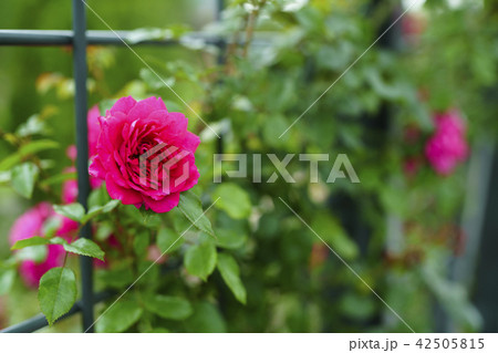 ローズガーデンのバラ 42505815