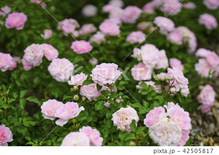 ローズガーデンのバラ(品種 カウンティーオブチェシャー) ローズガーデンのバラ(品種 カウンティーオブチェシャー) 42505817