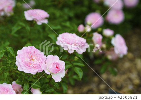 ローズガーデンのバラ（品種 カウンティーオブチェシャー） 42505821