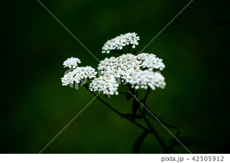 ハーブ　ヤロウの花 42505912