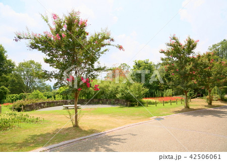 夏の公園 サルスベリの花 夏の公園 サルスベリの花 42506061