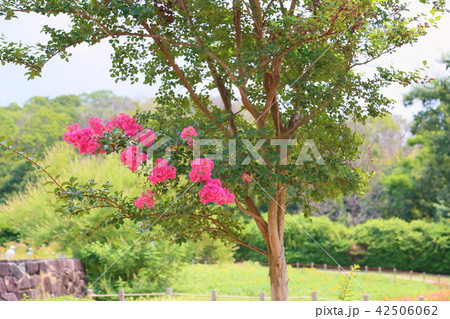 夏の公園 サルスベリの花 夏の公園 サルスベリの花 42506062