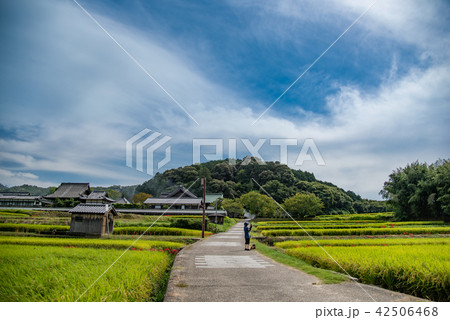 奈良 明日香 橘寺の入り口で彼岸花と田んぼの写真を撮る女性 奈良 明日香 橘寺の入り口で彼岸花と田んぼの写真を撮る女性 42506468