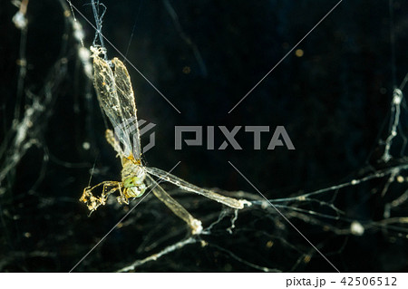 dragonfly in spider web 42506512