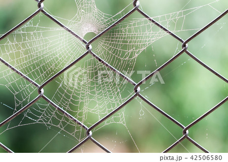 cobweb on grill cobweb on grill 42506580