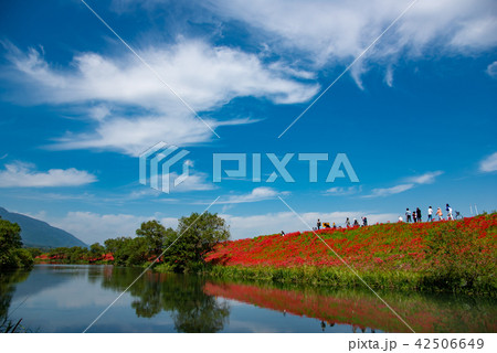 満開の彼岸花 河岸の曼珠沙華 散策する人々 満開の彼岸花 河岸の曼珠沙華 散策する人々 42506649
