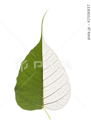 dry leaves dry leaves 42506837