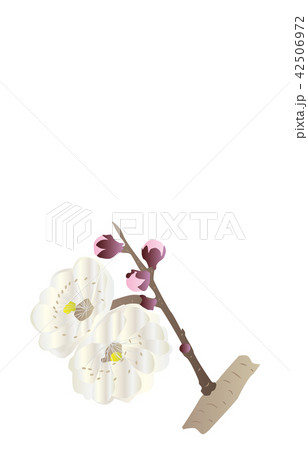 都道府県の花大分ブンゴウメ 42506972