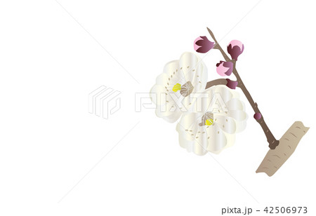 都道府県の花大分ブンゴウメ 42506973