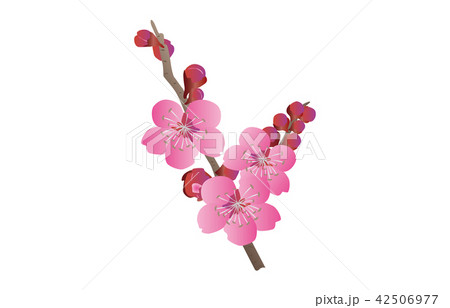 都道府県の花大阪ウメ 都道府県の花大阪ウメ 42506977