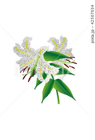 都道府県の花神奈川ヤマユリ 都道府県の花神奈川ヤマユリ 42507034