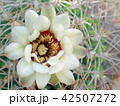 サボテンの花（Cactus Flower） 42507272