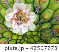 サボテンの花（Cactus Flower） 42507273