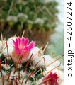 サボテンの花（Cactus Flower） 42507274