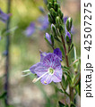 紫色の花 42507275