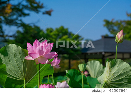 京都　三室戸寺の蓮の花　 42507644