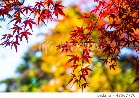 秋の紅葉 42507770