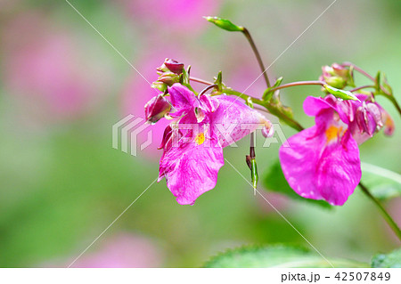 ツリフネソウ 42507849