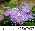 アゲラタム（Ageratum） 42507937