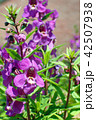 アンゲロニア（Narrowleaf angelon, Summer snapdragon） 42507938