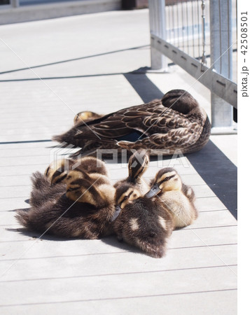 鴨の親子 42508501