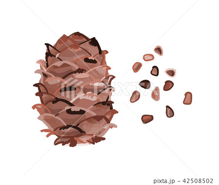 Cedar cone, sketch for your design Cedar cone, sketch for your design 42508502