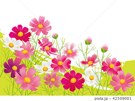 Cosmos Cosmea Flower Stock Illustration