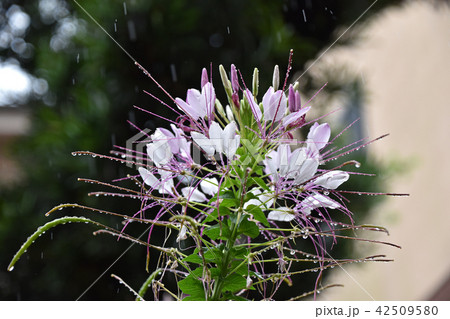 雨の中のクレオメの花 42509580