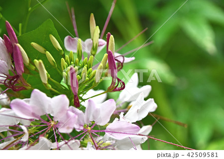 雨の中のクレオメの花 42509581