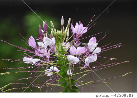 雨の中のクレオメの花 雨の中のクレオメの花 42509583