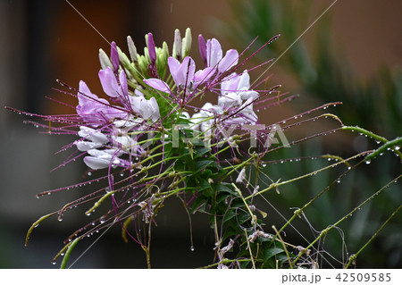 雨の中のクレオメの花 雨の中のクレオメの花 42509585