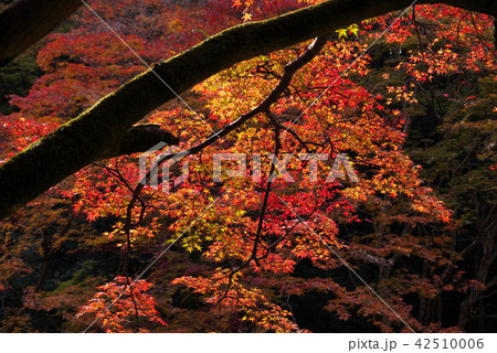 日向大神宮の紅葉 日向大神宮の紅葉 42510006