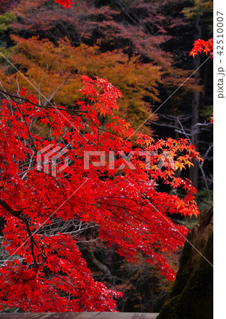 日向大神宮の紅葉 日向大神宮の紅葉 42510007