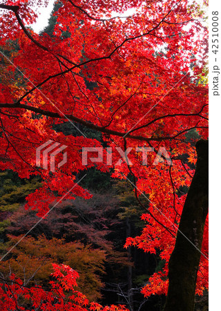 日向大神宮の紅葉 日向大神宮の紅葉 42510008