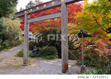日向大神宮の紅葉 日向大神宮の紅葉 42510011