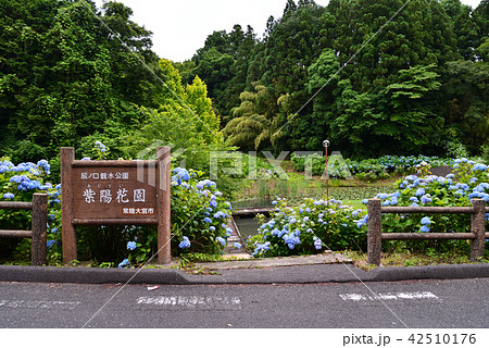 辰ノ口親水公園へ行きました #10 辰ノ口親水公園へ行きました #10 42510176