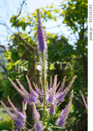 爽やかなクガイソウ 42510183